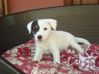 /album/stenata-puppies/stenata-2-mesice-131-jpg/